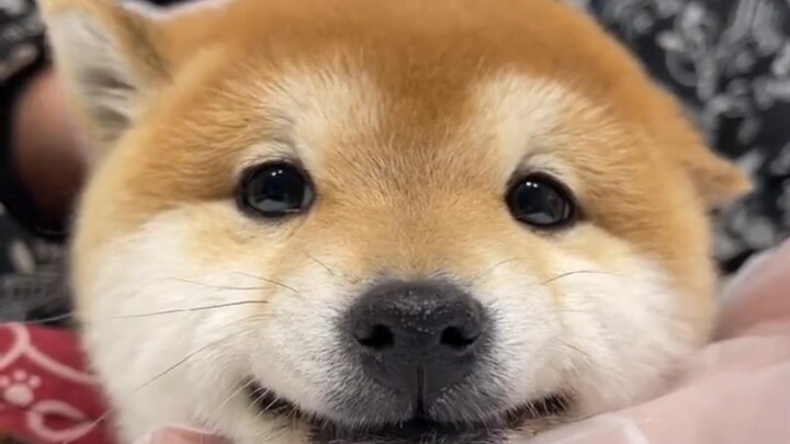 [Shiba Inu for Sale] This little Shiba is so well-behaved and polite—waiting for its new owner!