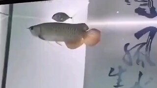 鱼：总感觉有不干净的东西跟着我