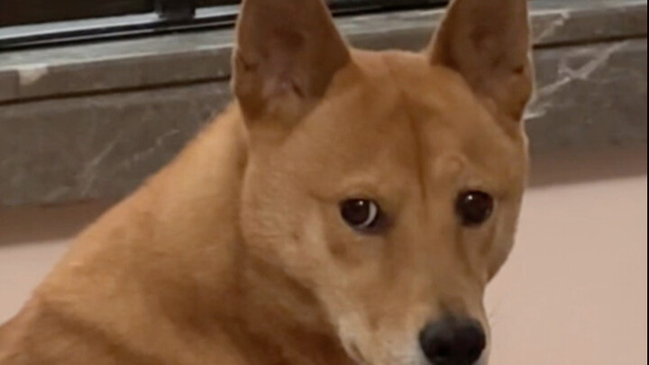 A pathetic dog vents its frustration.