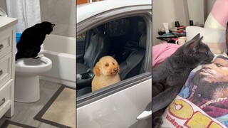Funny ANIMALS videos😊Funniest CATS😹 and DOGS🐶 2024 #4