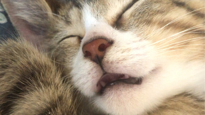 Tabby Cat Xiaoming: I dreamed about my mom—I was nursing from her in my dream!