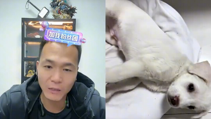 Spending 400 yuan to buy a Labrador? Pan Hong: More like a "Laba-little-dirt"!