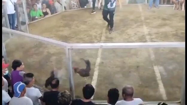 2wins sa novaleta 🐓
