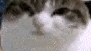 kucing aneh