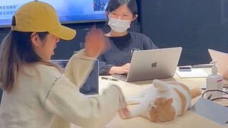 If you fight with a cat in front of your boss, what expression do you think your boss will have?
