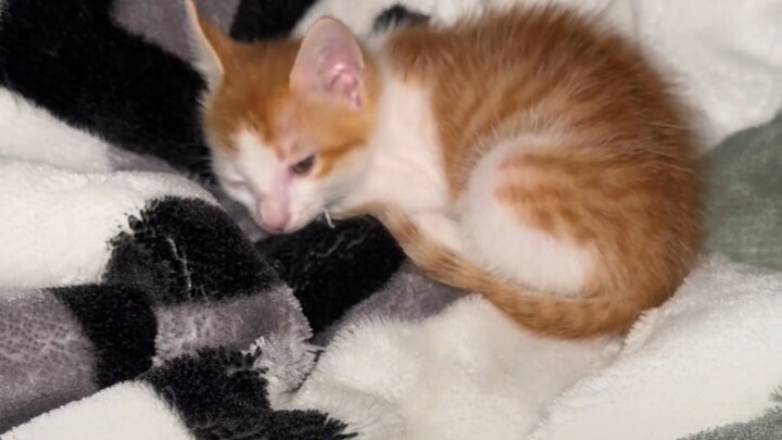 Kucing kecil nakal, jangan tidur! Bangun terus-menerus, biar kamu malamnya mengoceh…