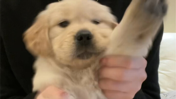 A 40-day-old golden retriever drumming with its ears actually looks pretty good