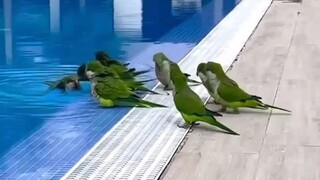 Pemandian umum untuk burung beo