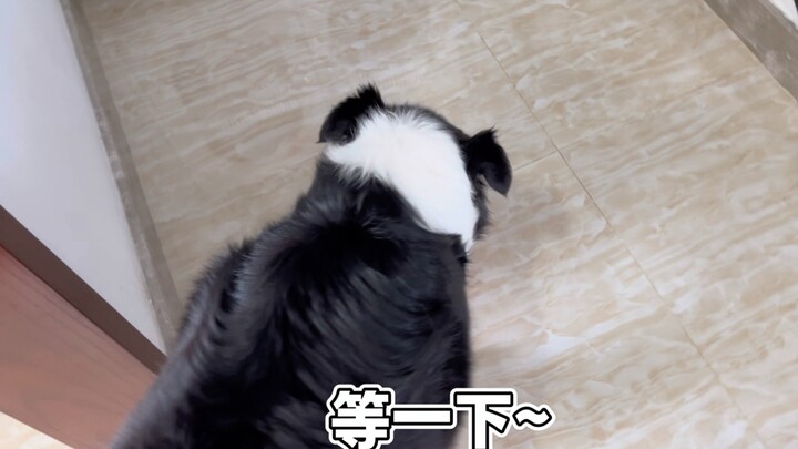 在小狗准备吃东西的时候让它等一下看看它是什么反应