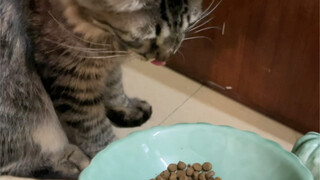Hilarious—someone actually captured the entire process of a raccoon losing its baby teeth!