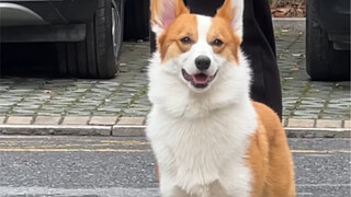 Trên đường đi làm, tôi gặp một chú chó corgi chân dài và nó đang nhìn tôi