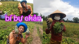 Vô Tình Sáu Sành Và Tư Cà Khịa Phát Hiện Vườn Bí Bị Chủ Bỏ Còn Trái Nhiều Đến Vậy