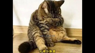 The golden retriever bit the little hedgehog, and the netizens cried because they thought it was bec