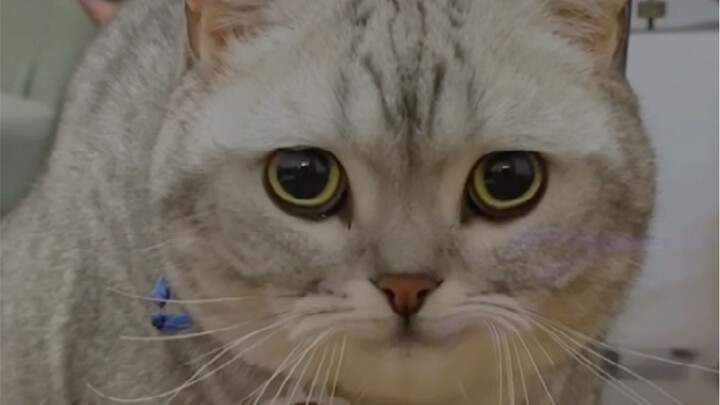 Things are getting a bit out of control. Do you get the meaning behind that scumbag cat’s final laug