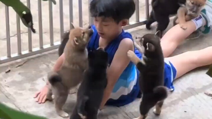 The puppy always favors the little owner.
