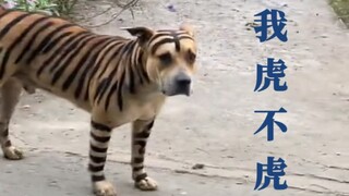 Knockoff Animals: I’m Just Here to Cover a Couple of Shifts