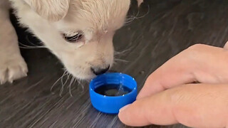 When the puppy drinks soda for the first time