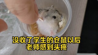 Cute Mouse Bravely Enters the Chinese Language Office