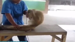 Đọc suy nghĩ động vật tấu hài vl anh em -phần 8 không xem đúng là bê đê hay vl mà không xem
