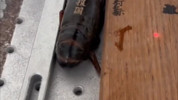 อนาคตของกุ้งตัวนี้ก็ถือว่าถูกคุณทำลายไปแล้ว