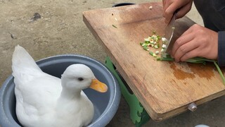 一只不敢下水的柯尔鸭，气的萌宠主播差点转行做美食去了