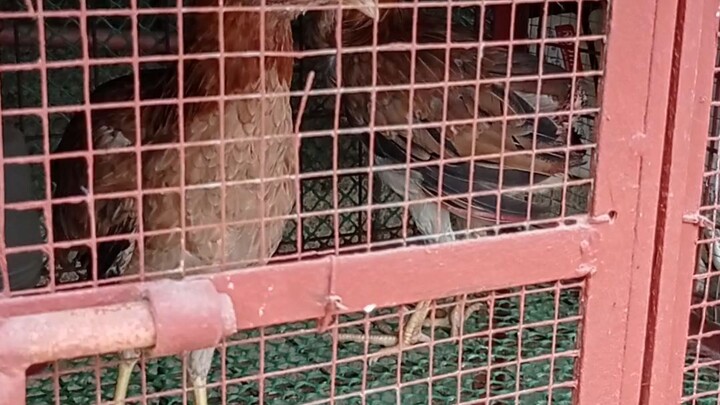 line breed hen 5k to possum sweater imported