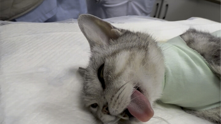 They said spaying is all a scam… and then, sure enough, their cat developed a uterine problem…
