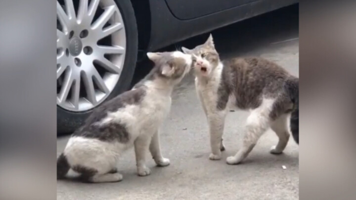 Funny|Please Watch Stray Cat Fighting