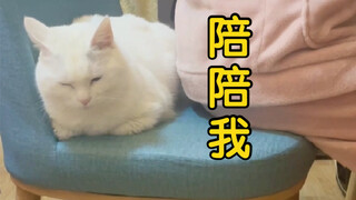 اتضح أن القطط الصغيرة لديها مشاعر صغيرة أيضًا، وتُصاب بالوحدة أيضًا.