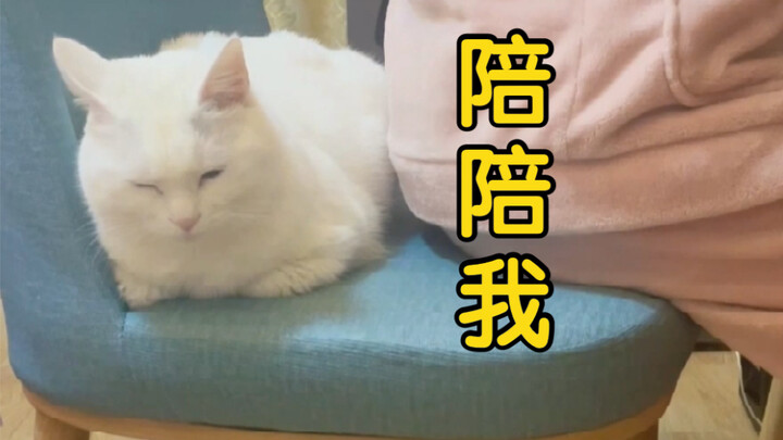 Ternyata kucing kecil juga punya perasaan kecil, bahkan bisa merasa kesepian.