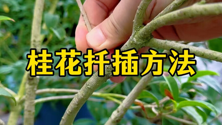 Methods for Successfully Rooting Osmanthus Cuttings