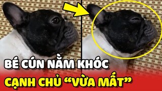 Cảm động hình ảnh bé chó Bull NẰM KHÓC khi chủ vừa mất 😢 | Yêu Lu