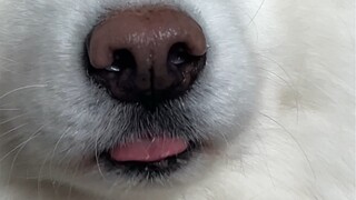 萨摩耶凶起来真的好可怕啊