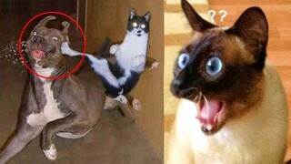 Funniest Animals Video - Best Cute Cats😹 and Funny Dogs🐶 Videos 2022 Compilation!