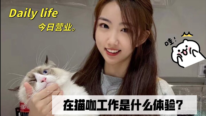 Làm việc tại quán cà phê mèo là như thế nào?