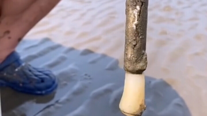 Reveal the secret of why bamboo clams are always caught with salt!