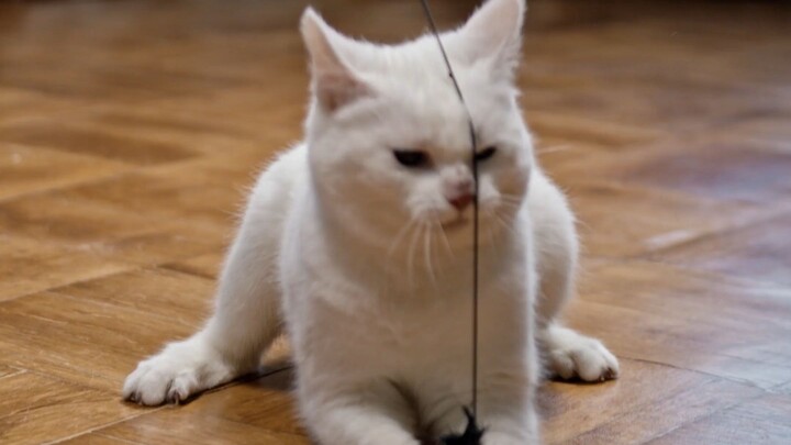 Cute Funny Playing Cats Compilation 2022