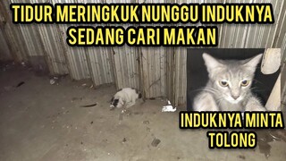 Astagfirullh Anak Kucing Meringkuk Kedinginan Menunggu Induknya Yang Sedang Mencari Makan..!