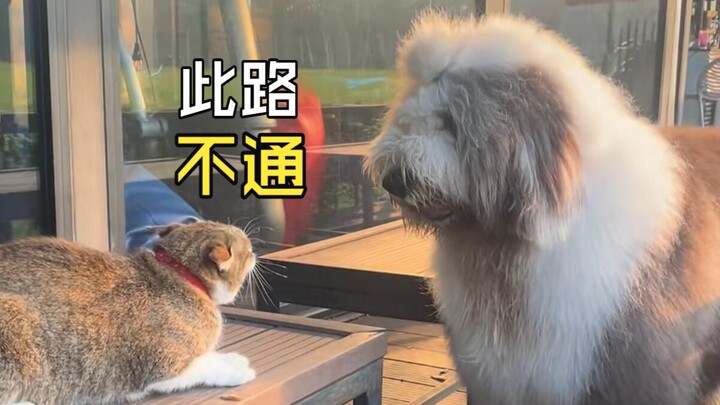 Awkward Moments of Those Animals!