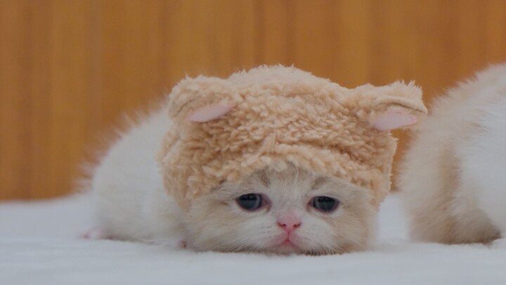 Halo semuanya, kami adalah sekelompok kelinci kecil!