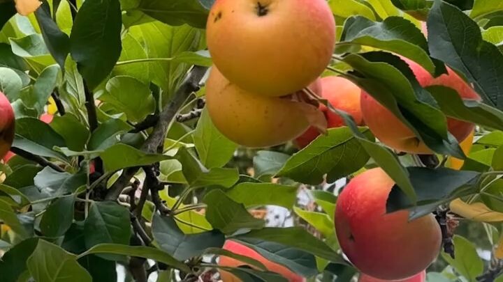 Apple eating by birds