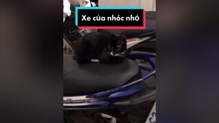 Mai được đi làm lại rồi mèo meow Nguyenhoanghaidang lovepet meocute catvideo cat meonhocnho meohoang