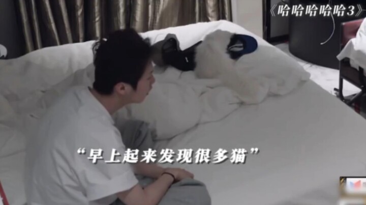 Lu Han bangun tidur, di sekelilingnya penuh dengan kucing!