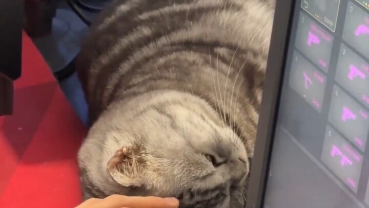 Mengapa kucing kecil saya jadi seperti ini setiap kali saya bermain game?