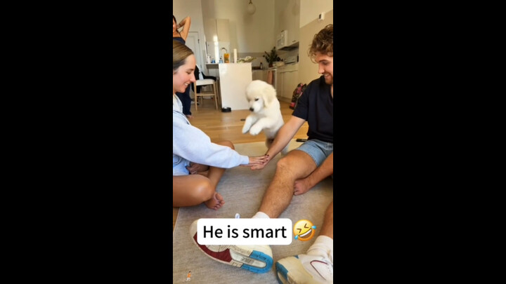 เมื่อวางมือไว้ตรงหน้าลูกสุนัข ลูกสุนัขจะมีปฏิกิริยาอย่างไร…