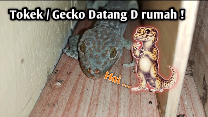 Tokek Datang Di Rumah Saya | Dari Dulu Lagi Teringin Cari Tokek😍