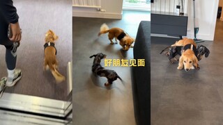 两个好朋友见面啦