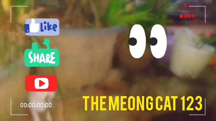 anak-anak kucing bermain petak umpet 😁😁😁🥰  #kucingkampung