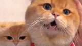 Funny cute pets, can you hold back your laughter?