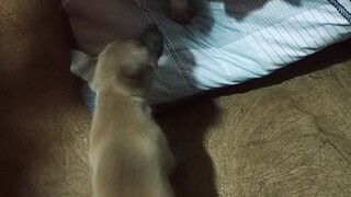 cat vs dog